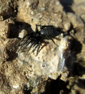 Four Pillars (AZ21) fly-in - N8377W