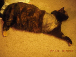 Flagstaff Airport (FLG) cat Stealth