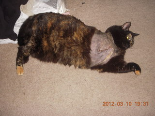 Flagstaff Airport (FLG) cat Stealth