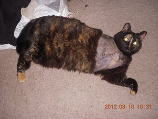 Flagstaff Airport (FLG) cat Cessna