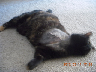 Mountain-to-fountain race - runners