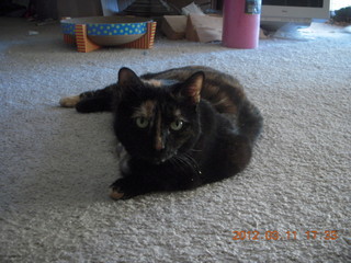 Mountain-to-fountain race - runners