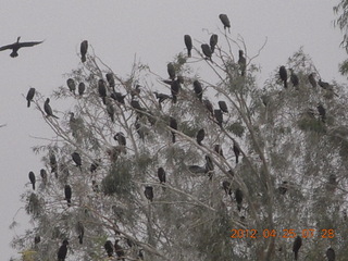 birds along the Green Belt in Scottsdale (testing a camera)