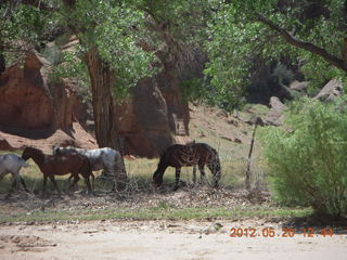 Canyon de Chelly tour