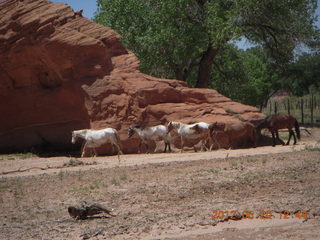 Canyon de Chelly tour - petroglyphs