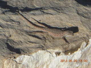 Spider Rock viewpoint - lizard
