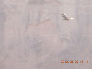 Spider Rock viewpoint - flying raven