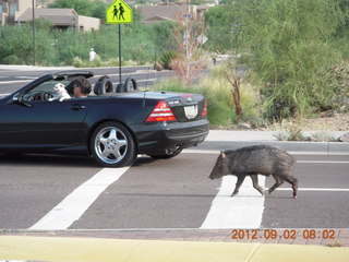 javelena - 'little piggie in the road'