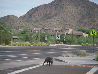 javelena - 'little piggie in the road'