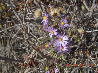 60 81u. Mesa Verde National Park - flowers