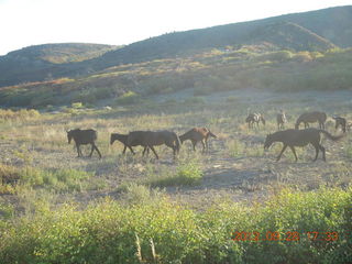 166 81u. back to Durango - horses