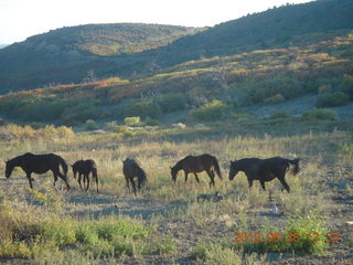 167 81u. back to Durango - horses