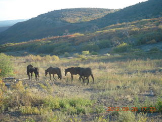 back to Durango - horses