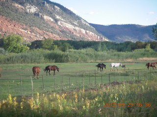 Durango-Silverton Narrow Gauge Railroad - horses