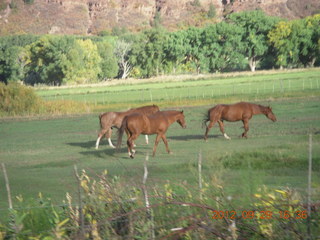 Durango-Silverton Narrow Gauge Railroad - horses