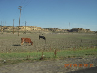 12 81w. cows driving back to Gallup (GUP)