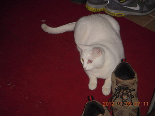 sidewalk hexagonal pattern