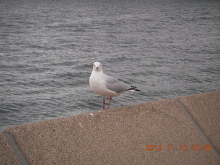 Sydney Harbour - gull