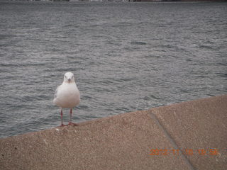 Sydney Harbour - gull