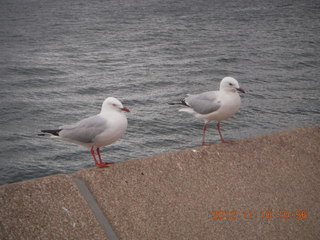 Sydney Harbour - gulls