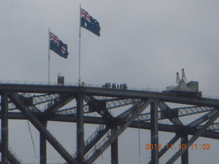 Sydney Harbour - gull