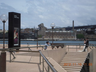 Sydney Harbour - gull