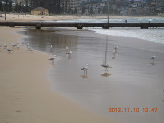 81 83a. Sydney Harbour - Manly beach - gulls