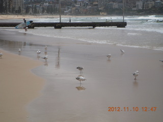 Sydney Harbour - ferry ride - island