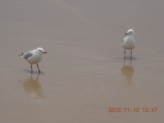 Sydney Harbour - Manly beach - gulls