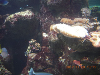 Sydney Harbour - Manly aquarium