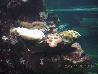 93 83a. Sydney Harbour - Manly aquarium