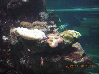 Sydney Harbour - Manly aquarium