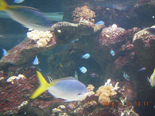 Sydney Harbour - Manly aquarium