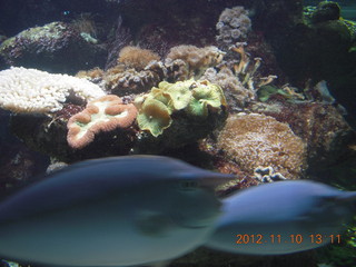95 83a. Sydney Harbour - Manly aquarium