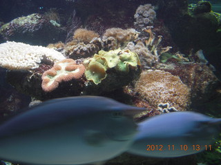 Sydney Harbour - Manly aquarium