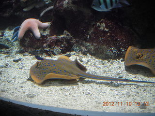 Sydney Harbour - Manly aquarium