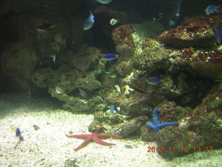 97 83a. Sydney Harbour - Manly aquarium