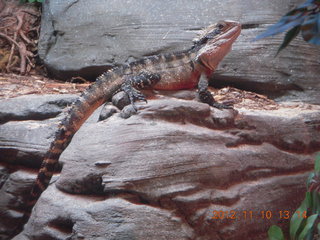 Sydney Harbour - Manly aquarium