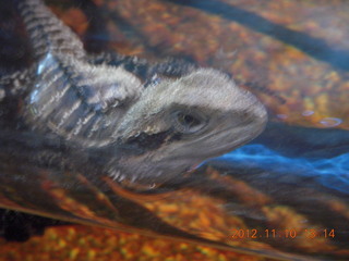 Sydney Harbour - Manly aquarium