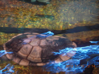 Sydney Harbour - Manly aquarium