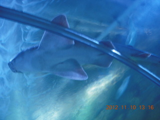 Sydney Harbour - Manly aquarium