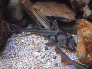 Sydney Harbour - Manly aquarium