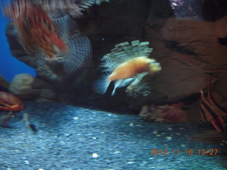 Sydney Harbour - Manly aquarium