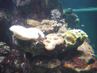 Sydney Harbour - Manly aquarium