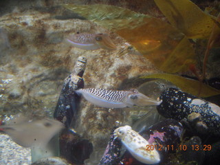 Sydney Harbour - Manly aquarium