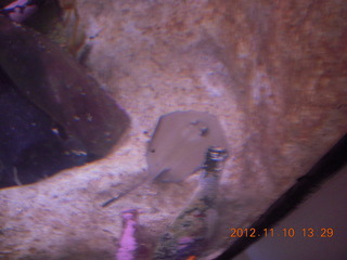 Sydney Harbour - Manly aquarium - Tony S (blurry)