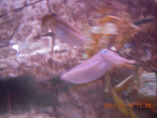 Sydney Harbour - Manly aquarium