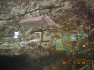 Sydney Harbour - Manly aquarium