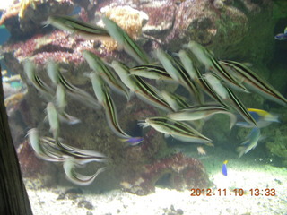 Sydney Harbour - Manly aquarium