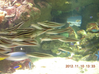 Sydney Harbour - Manly aquarium